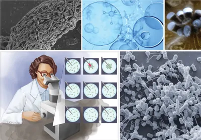 Collage of images including sperm, bacteria, coral, and an illustration of a researcher